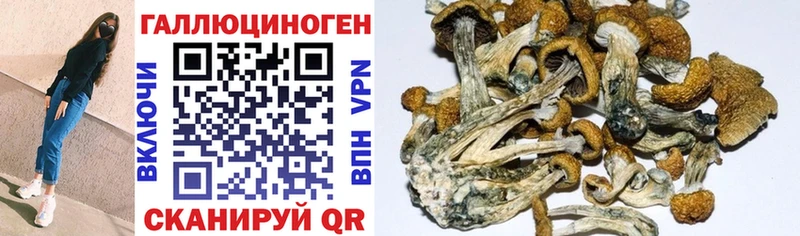 Псилоцибиновые грибы GOLDEN TEACHER  купить наркоту  darknet какой сайт  Ядрин 